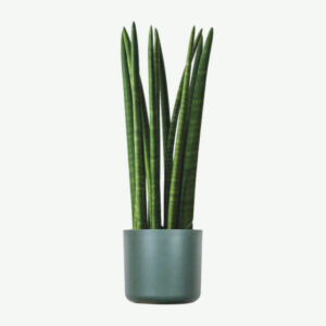 plants ecommerce product featured img 10 plants ecommerce product featured img 10