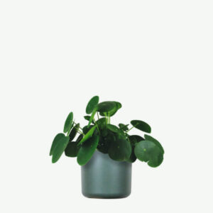 plants ecommerce product featured img 11 plants ecommerce product featured img 11