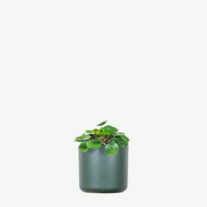 plants ecommerce product featured img 12 plants ecommerce product featured img 12