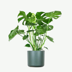 plants ecommerce product featured img 14 plants ecommerce product featured img 14
