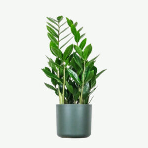 plants ecommerce product featured img 16 plants ecommerce product featured img 16