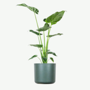 plants ecommerce product featured img 17 plants ecommerce product featured img 17