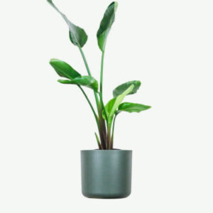 plants ecommerce product featured img 4 plants ecommerce product featured img 4