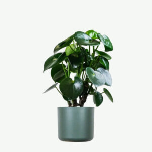 plants ecommerce product featured img 6 plants ecommerce product featured img 6